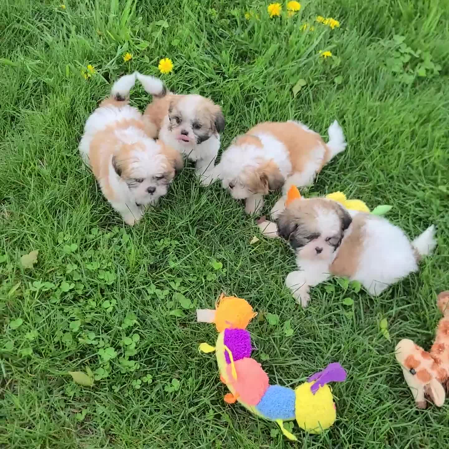 Shih Tzu dogs for sale: Sugar - Video 1