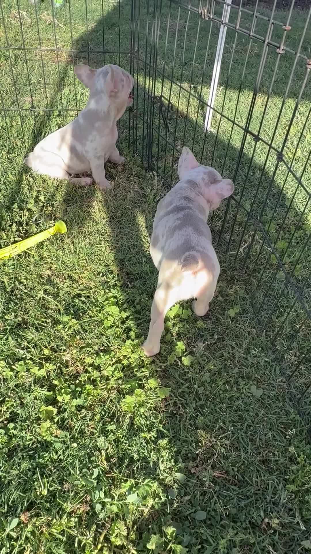 French Bulldog dogs for sale: French Bulldog 2 - Video 2