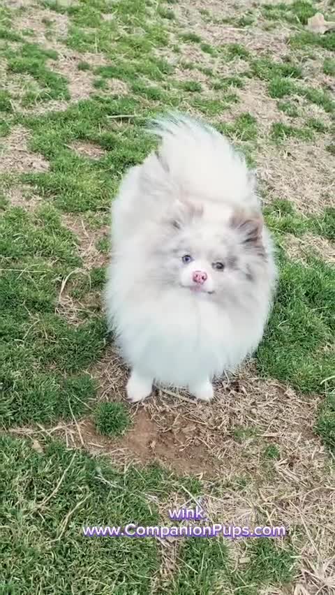 Pomeranian dogs for sale: Wink - Lavender Merle Parti - Blue Eye - Video 1