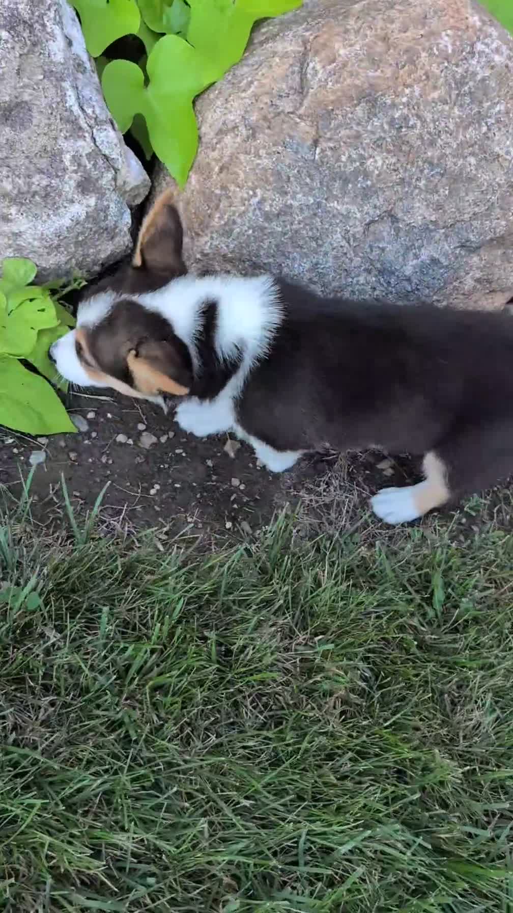 Welsh Corgi Pembroke dogs for sale: Lanie - Video 1
