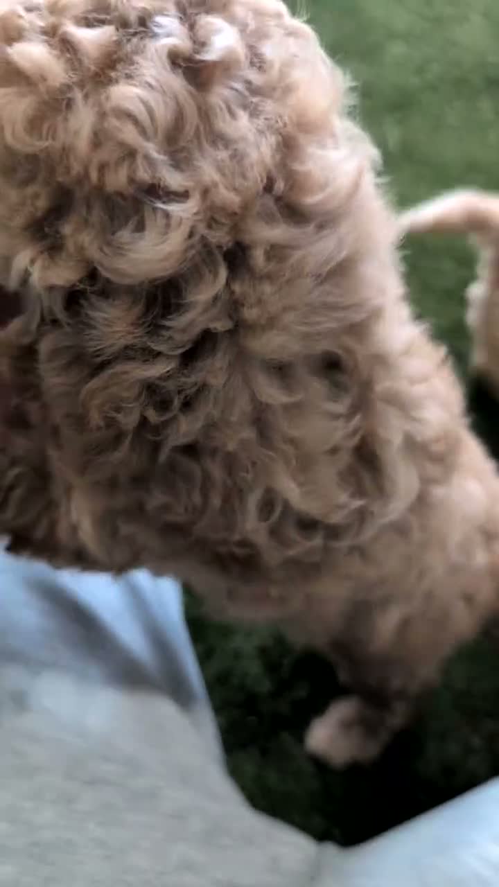 Miniature Poodle dogs for sale: Lady  - Video 1