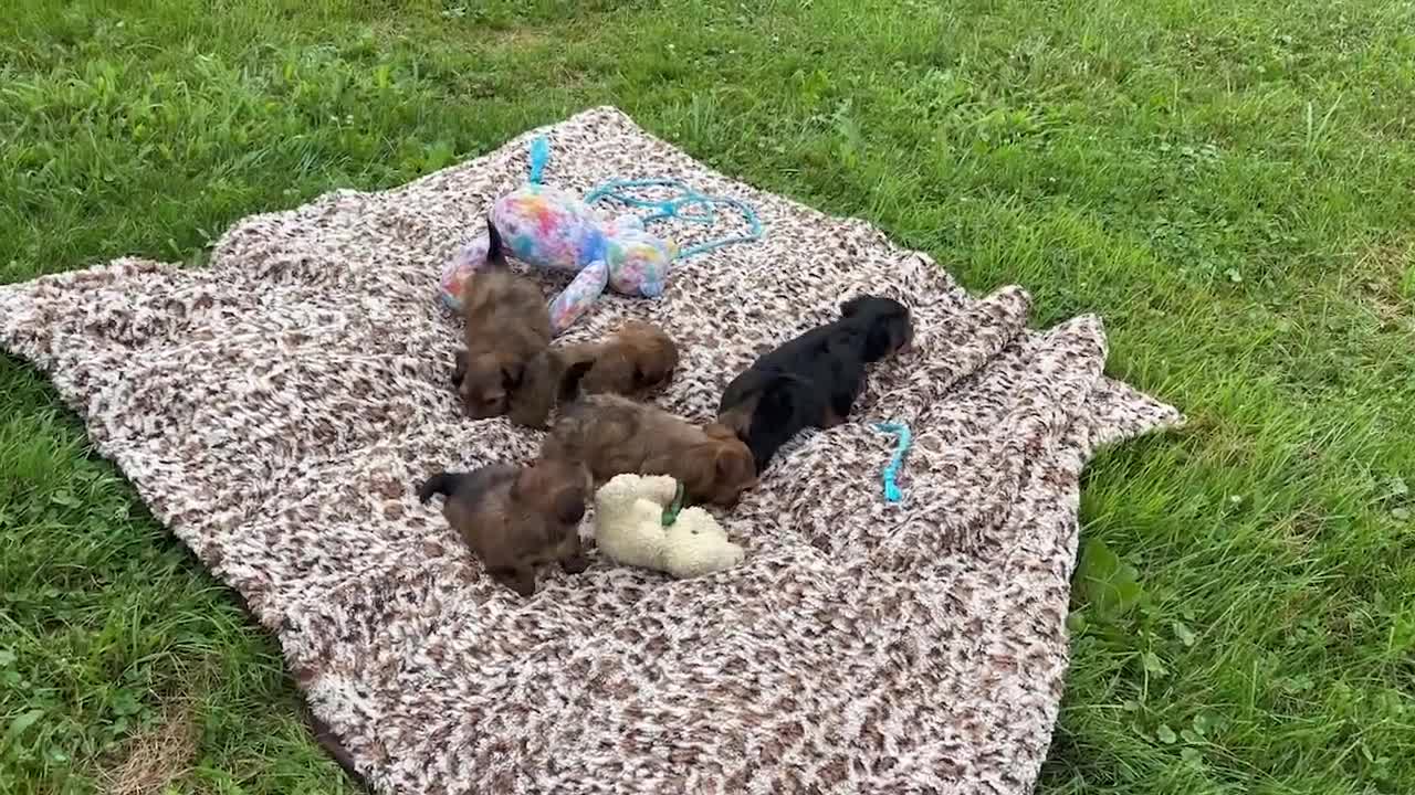 Shorkie dogs for sale: Muffin - Video 1