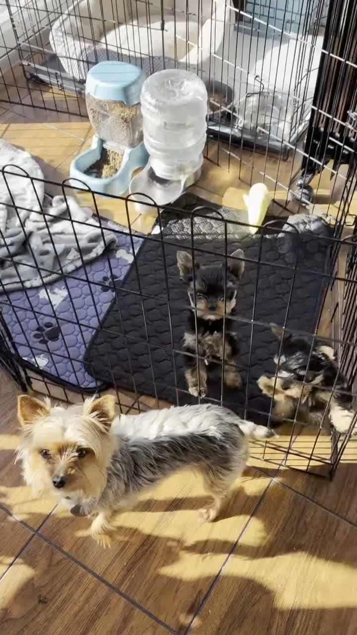Yorkshire Terrier dogs for sale: George - Video 2