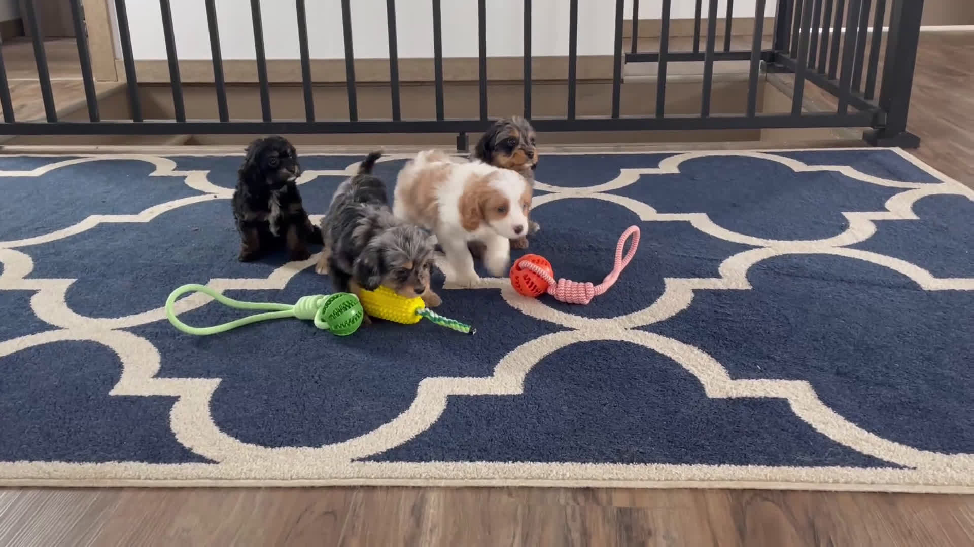 Cavapoo dogs for sale: Ms. Belle - Video 1