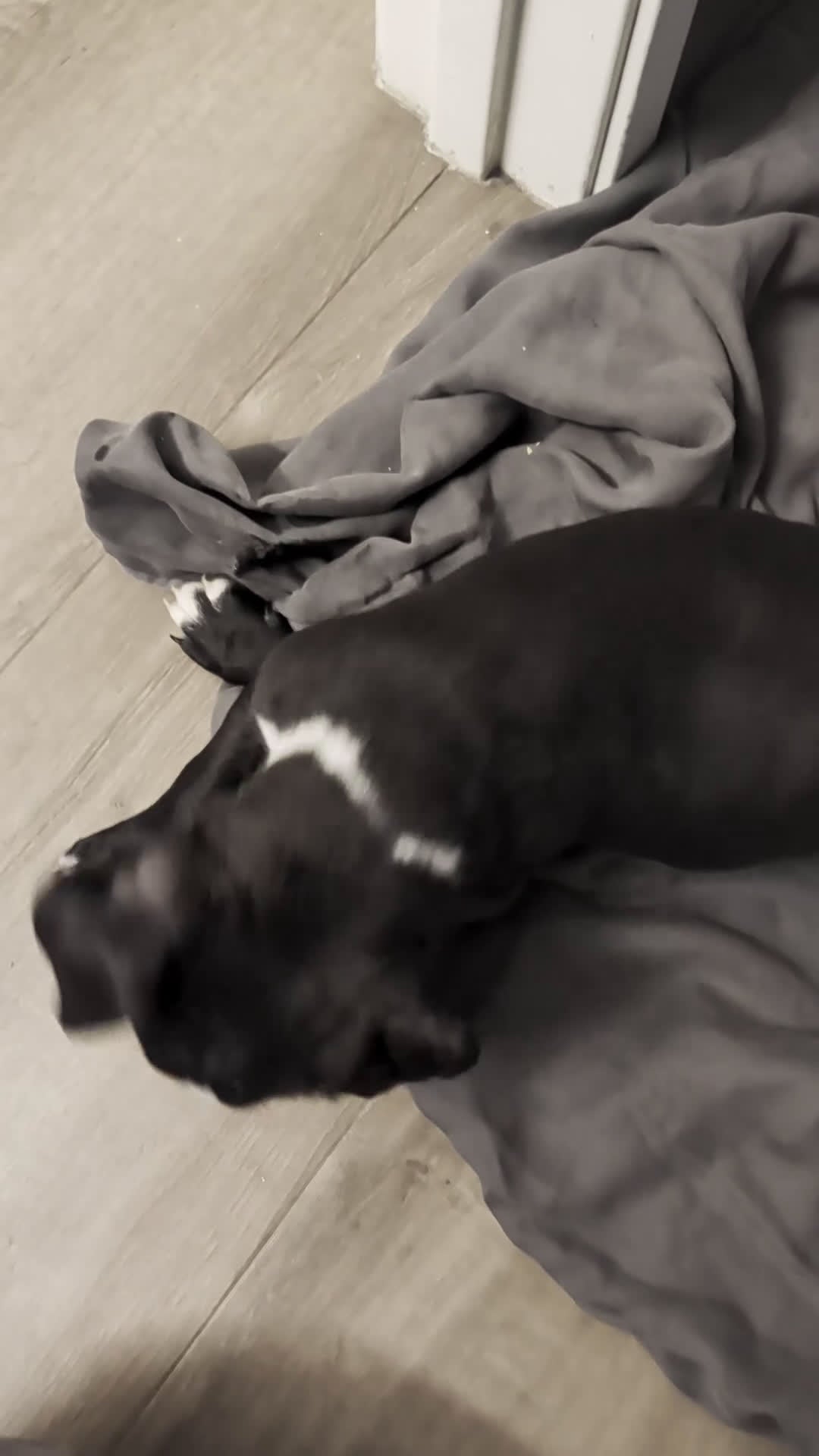 American Pit Bull Terrier dogs for sale: Bubba - Video 1