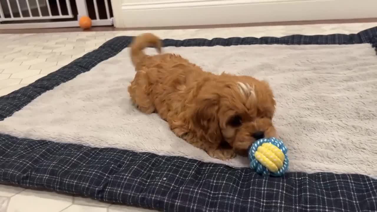 Cavapoo dogs for sale: Fletcher - Video 2
