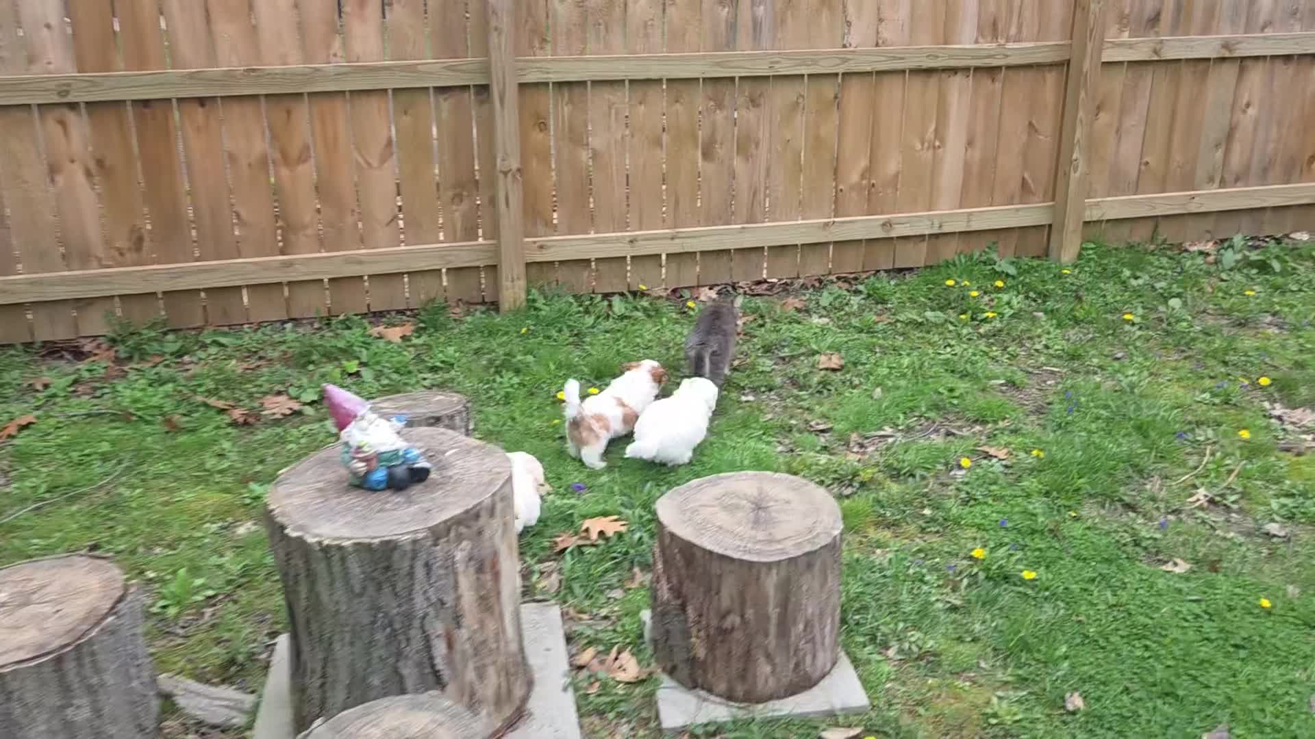 Mixed Breed dogs for sale: Mixed Breed Puppy 1 - Video 1