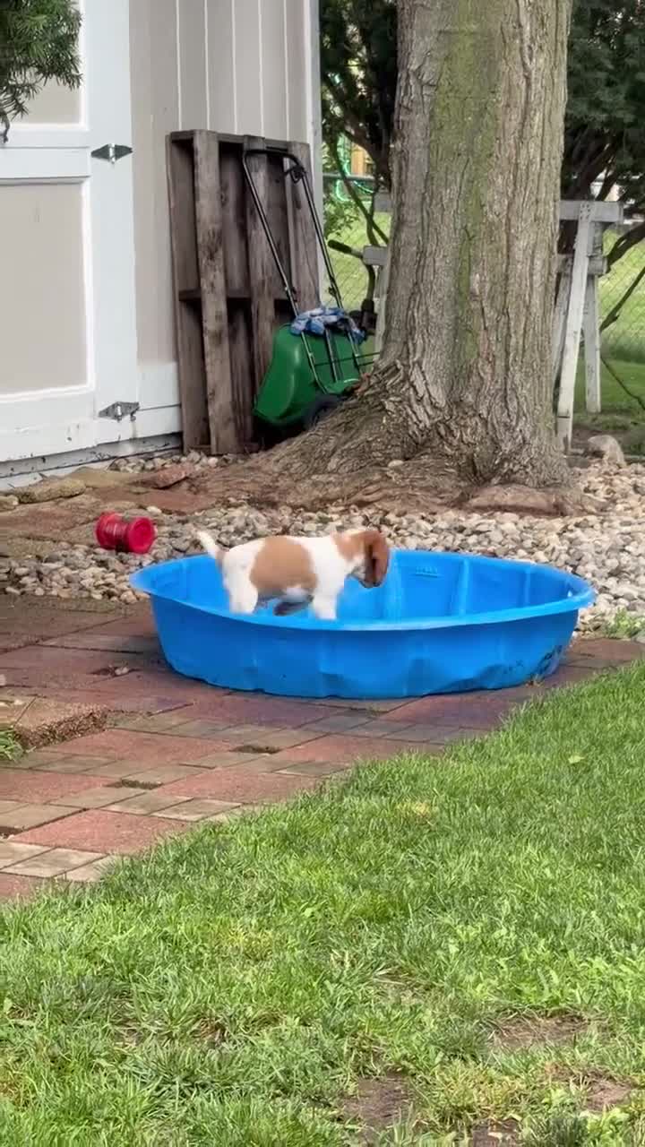 Brittany Spaniel dogs for sale: Brittany Spaniel 1 - Video 1