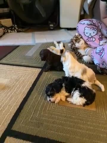 Mixed Breed dogs for sale: Molly - Video 2