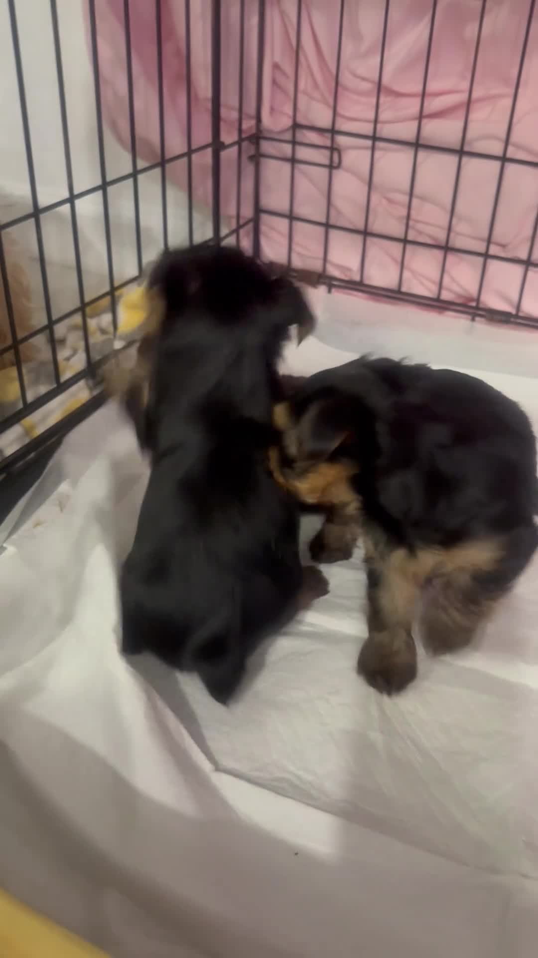 Yorkshire Terrier dogs for sale: Yorkshire Terrier 1 - Video 1