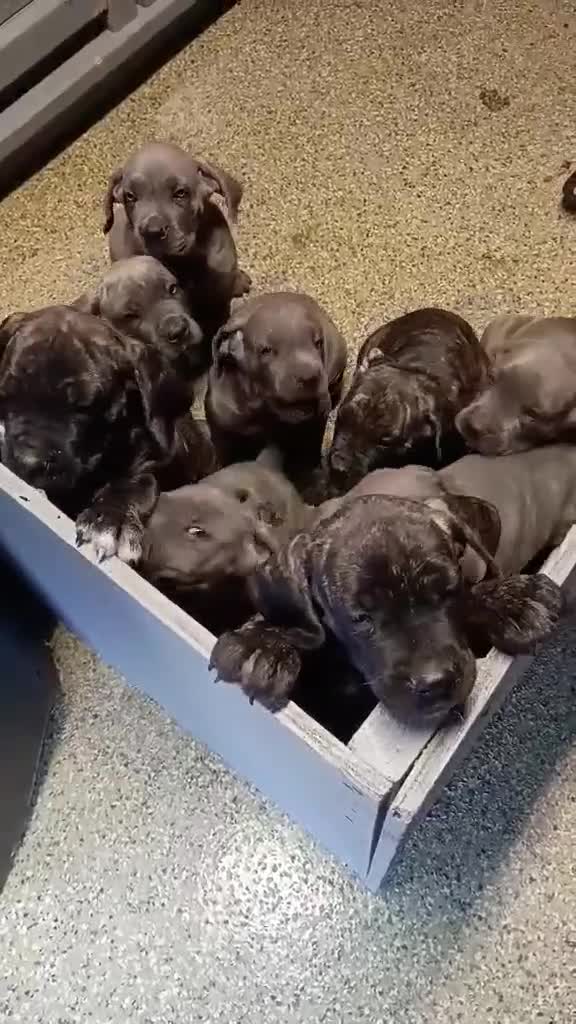 Cane Corso dogs for sale: Cane Corso 1 - Video 2