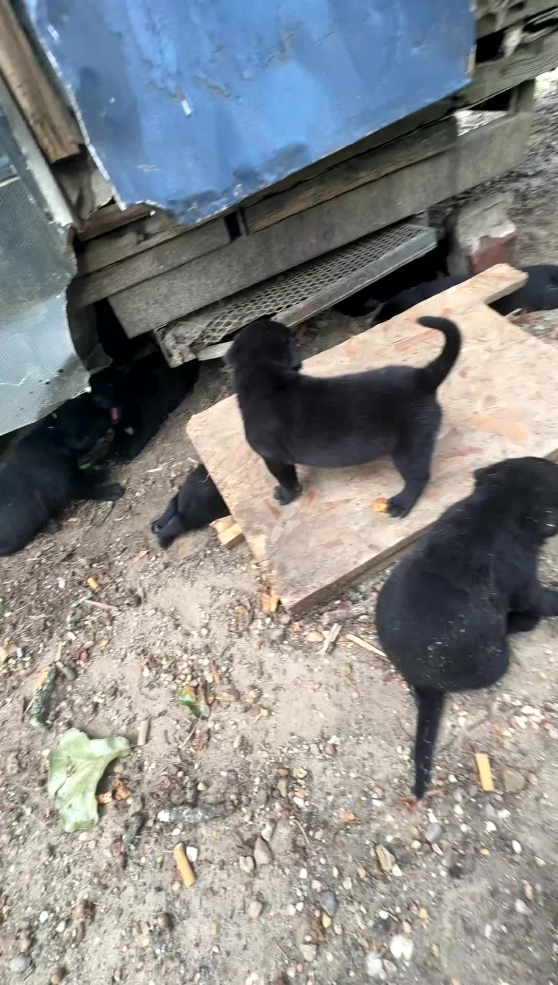 Mixed Breed dogs for sale: Mixed Breed 1 - Video 1
