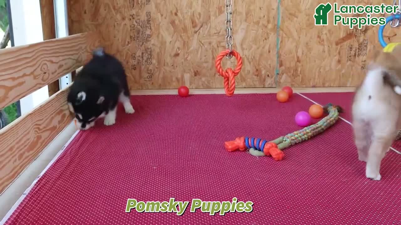 Pomsky dogs for sale: Willow - Video 1