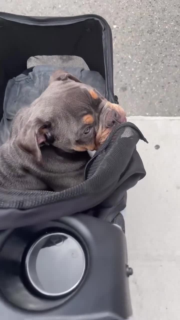 English Bulldog dogs for sale: English Bulldog 1 - Video 3
