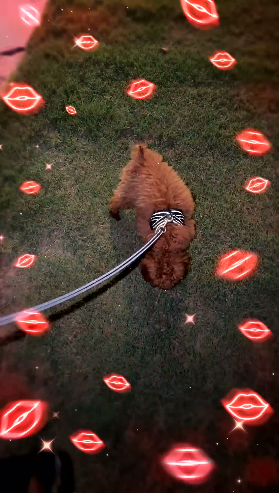 Cockapoo dogs for sale: Cockapoo - Video 1