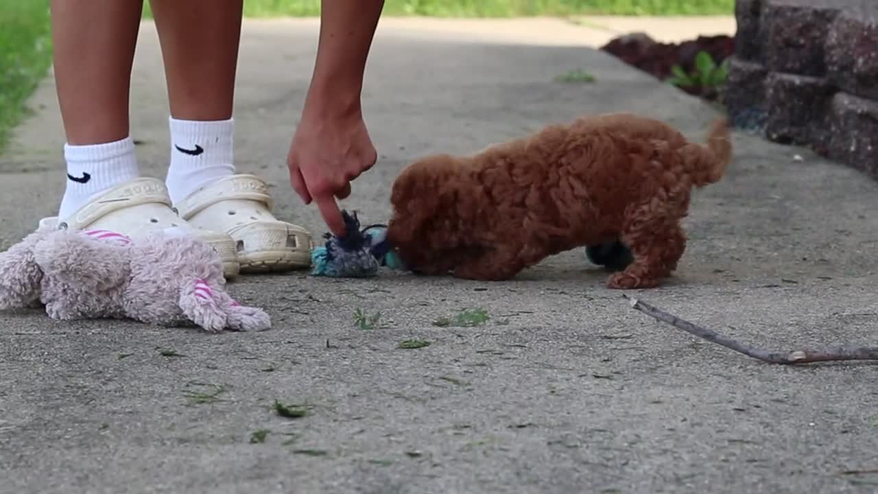 Miniature Poodle dogs for sale: Jance - Video 3