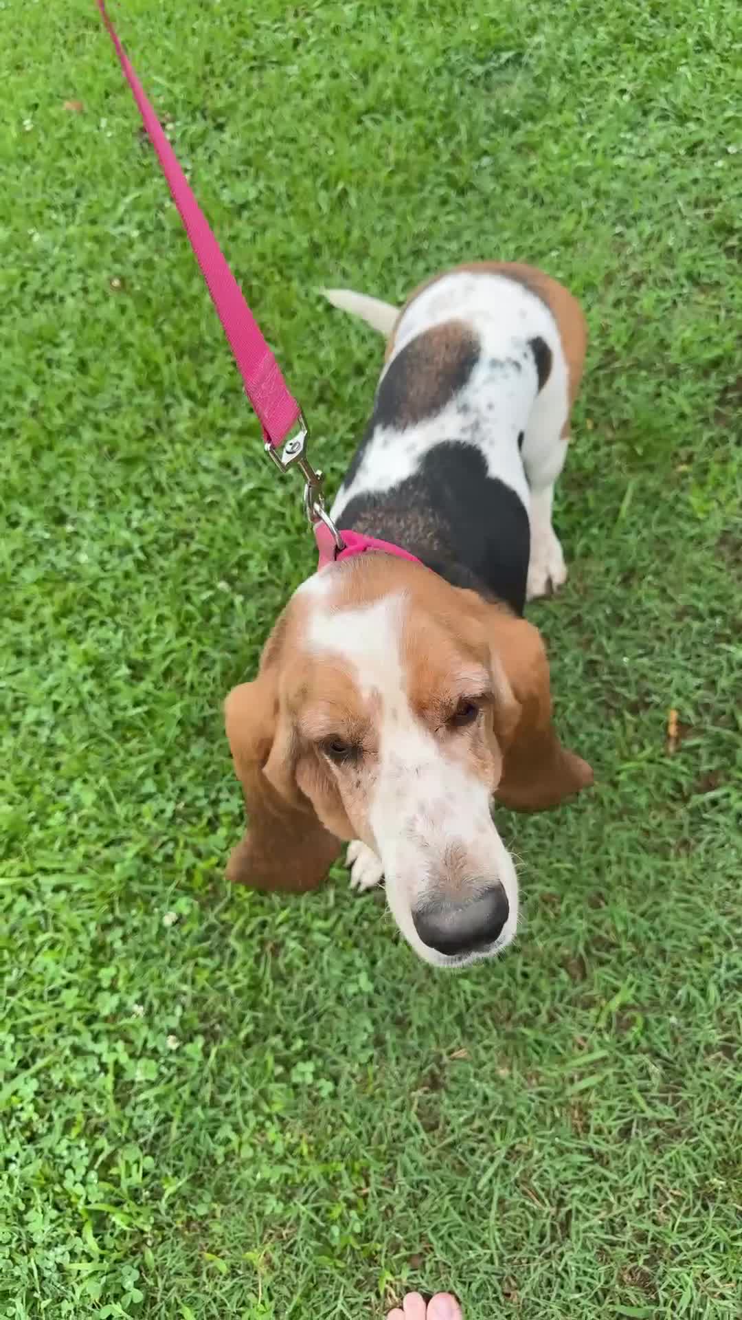 Basset Hound dogs for sale: Basset Hound  - Video 1