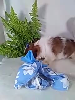 Shih Tzu dogs for sale: Annie - Video 1