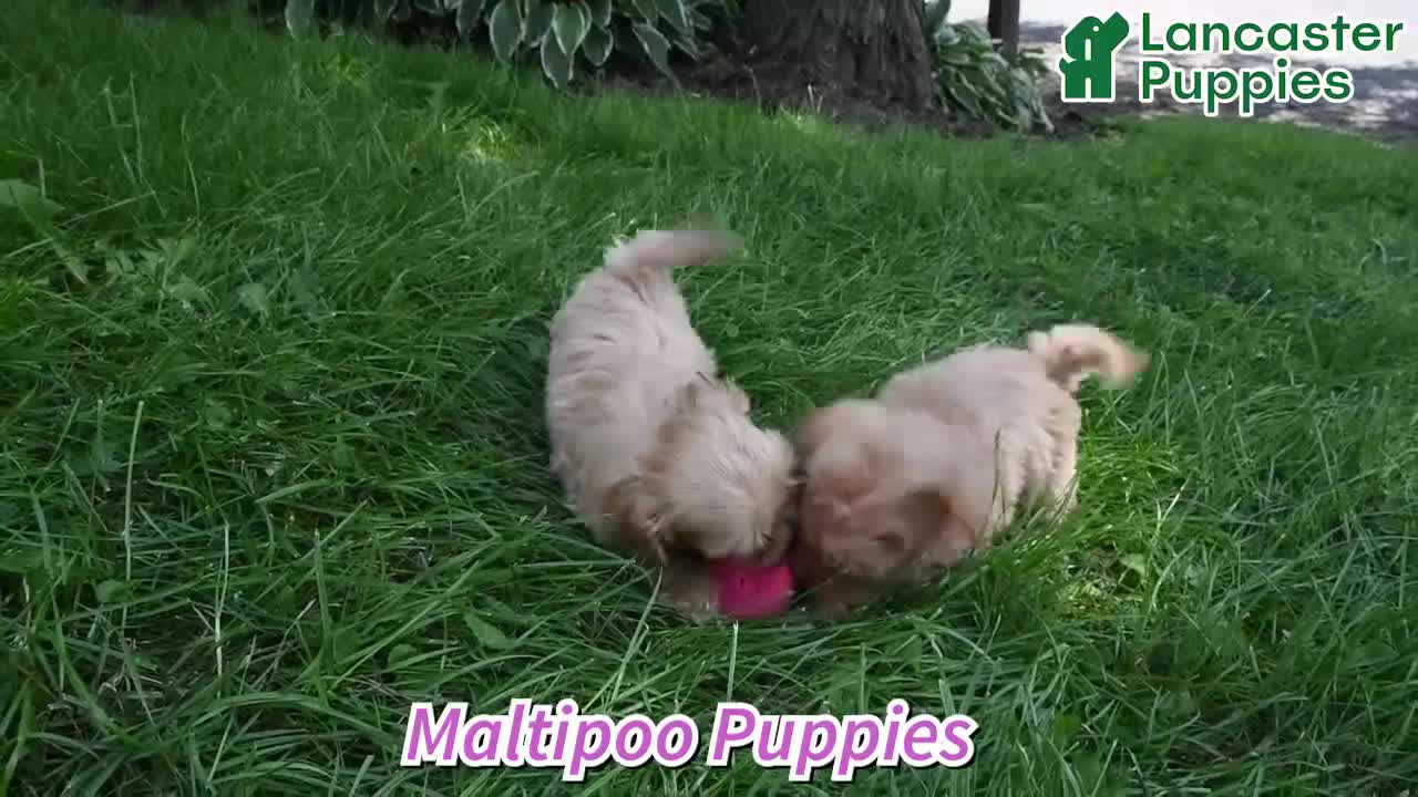 Maltipoo dogs for sale: Dasher - Video 1