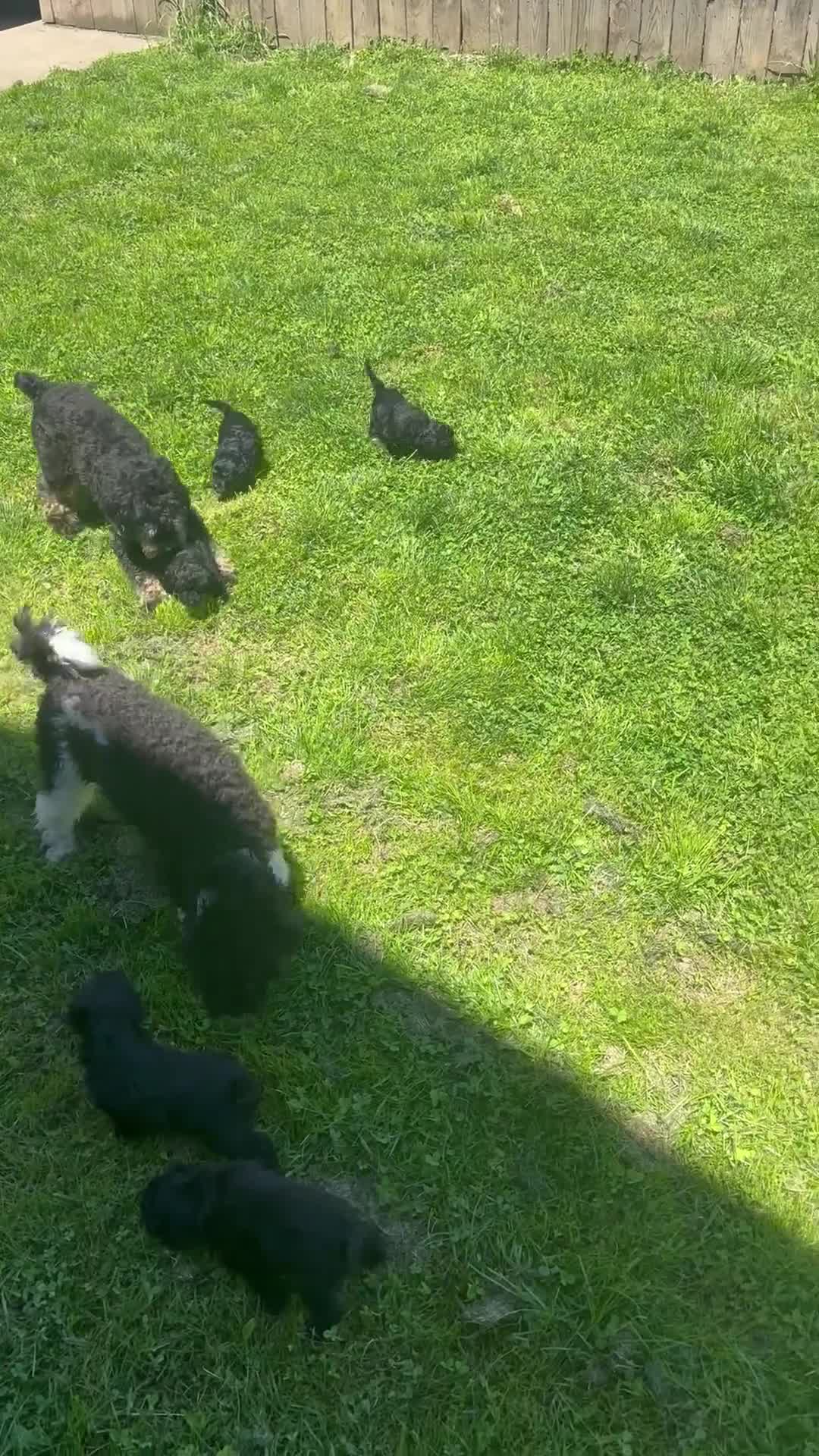 Cockapoo dogs for sale: Cockapoo 1 of 5 still available  - Video 3