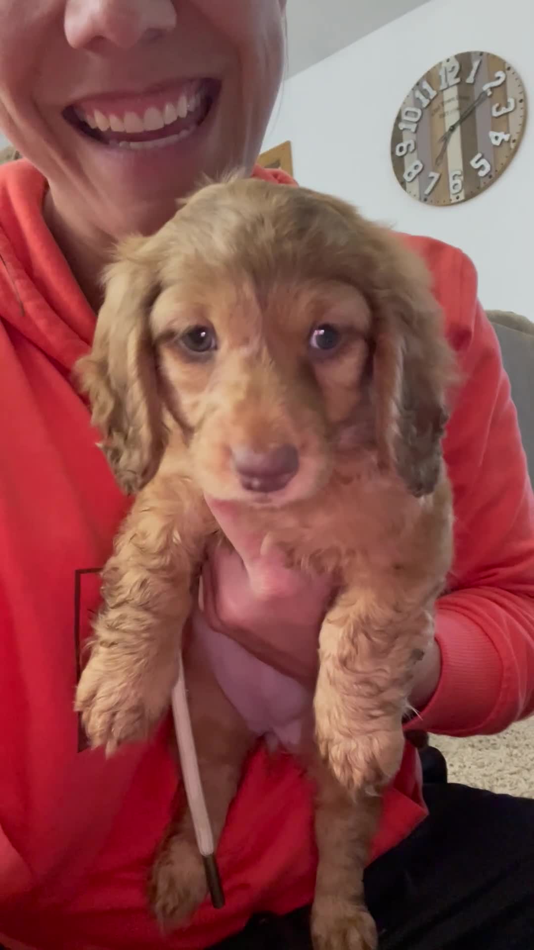 Miniature Dachshund dogs for sale: Gemma - Video 1