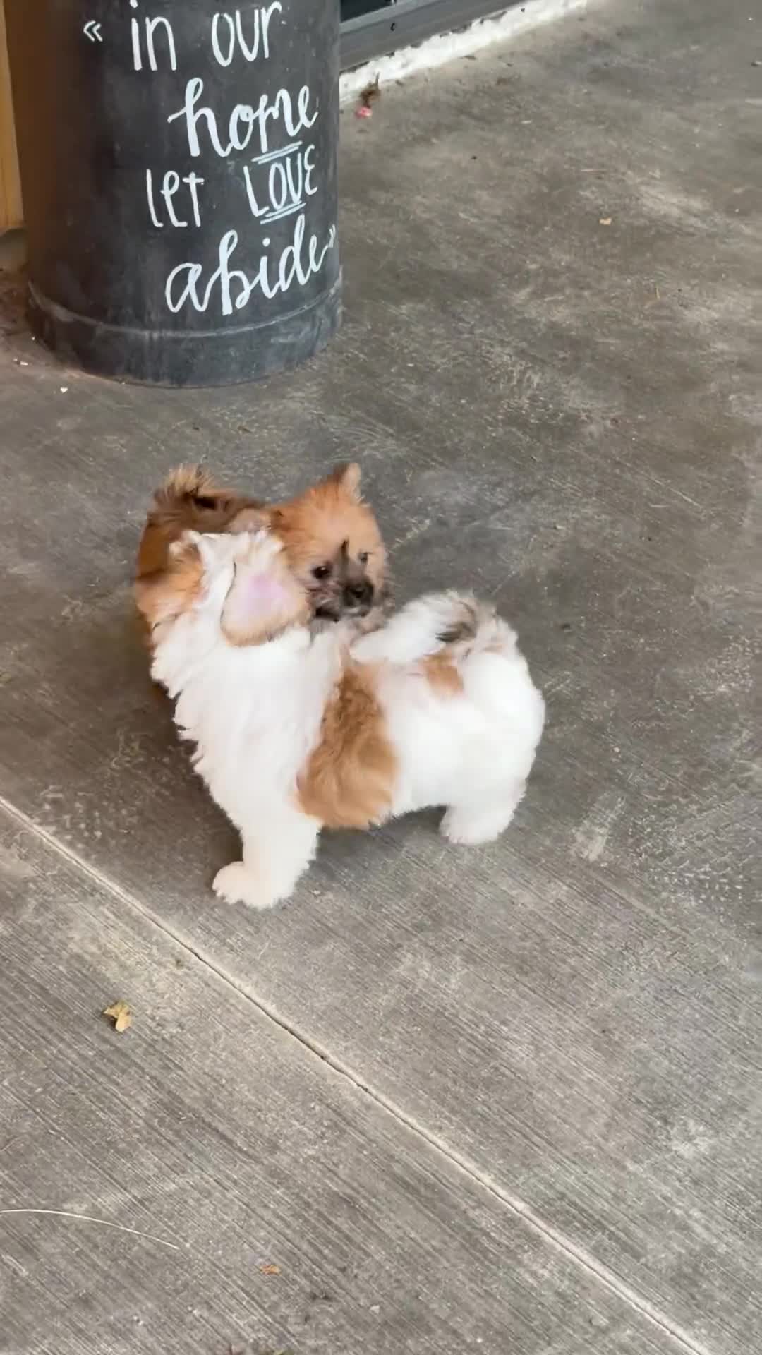 Morkie dogs for sale: Wiggles - Video 1