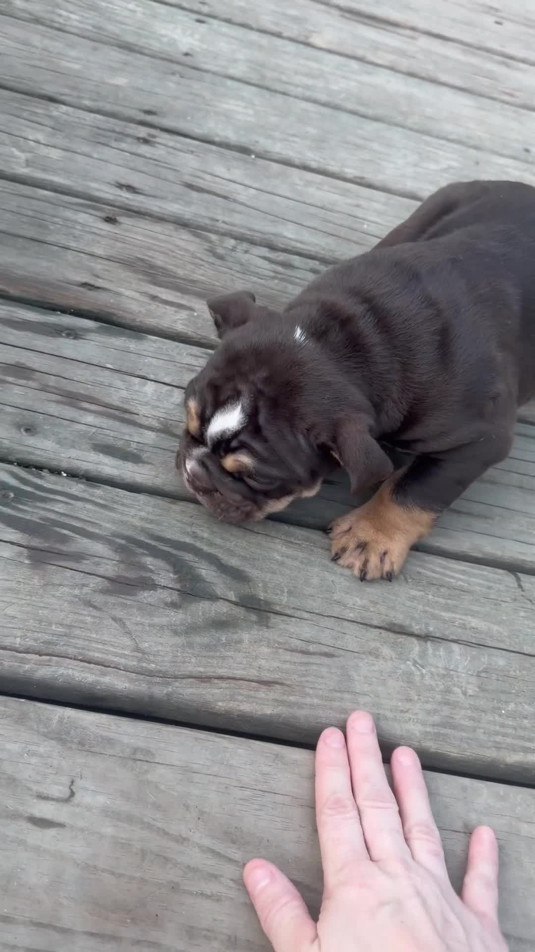 English Bulldog dogs for sale: Coco - Video 1