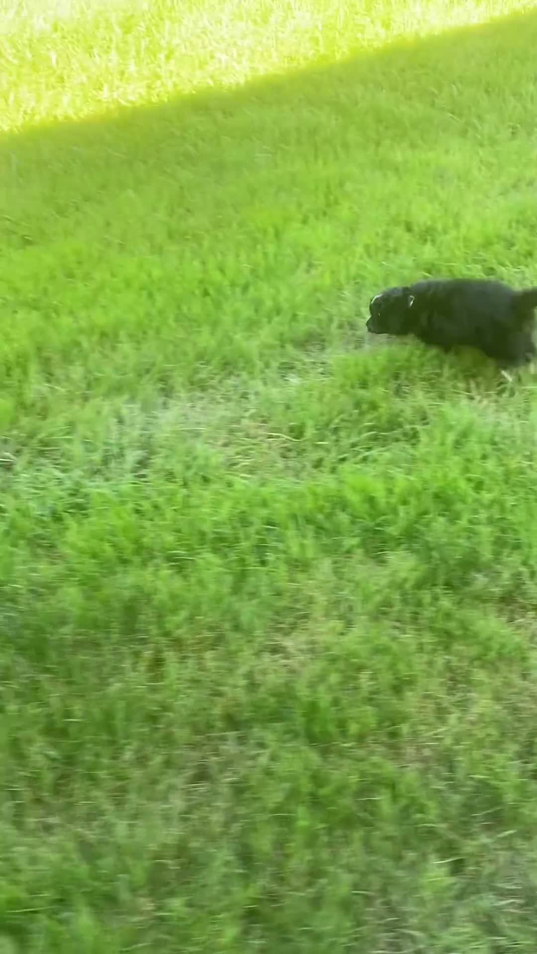 Mini Aussiedoodle dogs for sale: Remi - Video 1