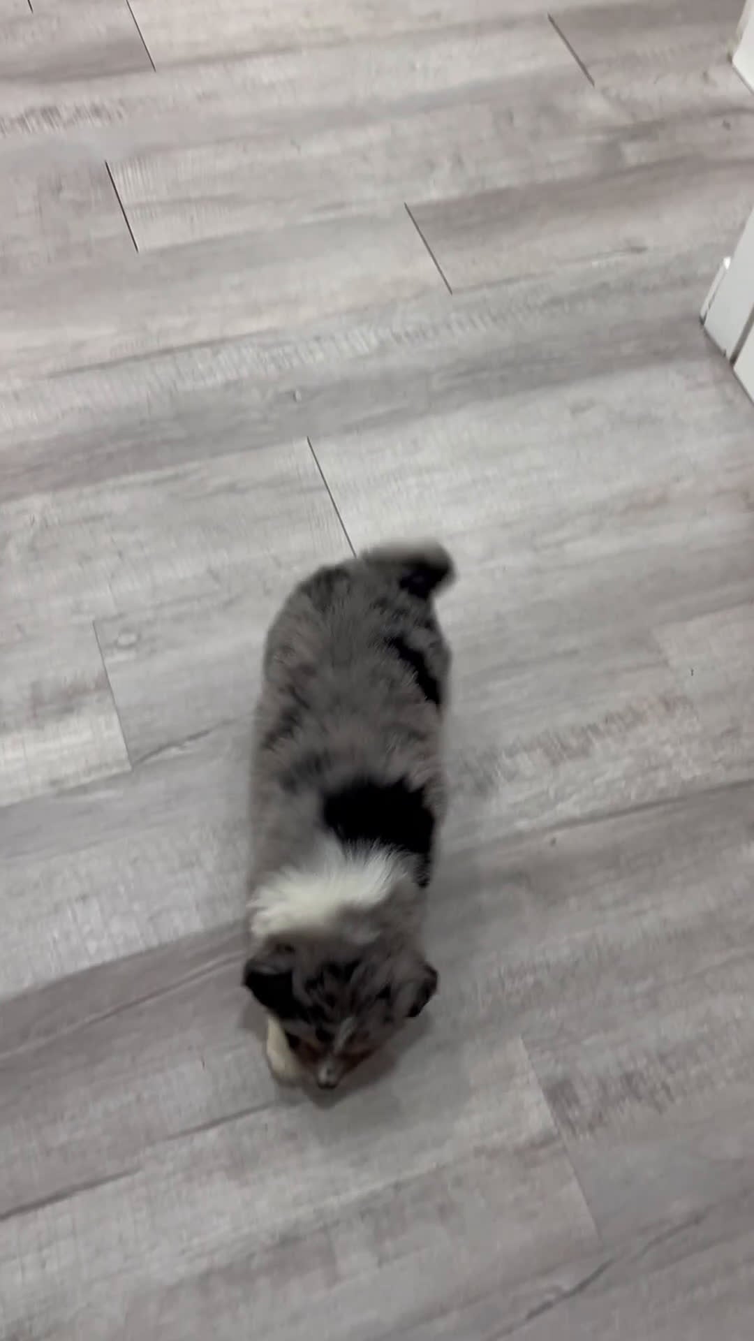 Australian Shepherd dogs for sale: Theodore - Video 1