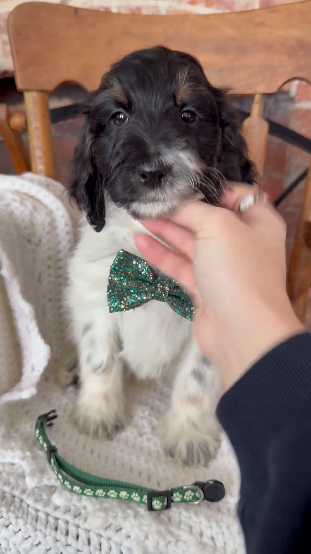 Mini Bernedoodle dogs for sale: Frank - Video 10