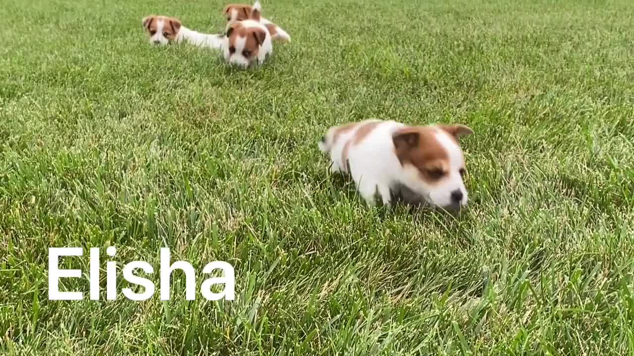 Jack Russell Terrier dogs for sale: Elisha - Video 1