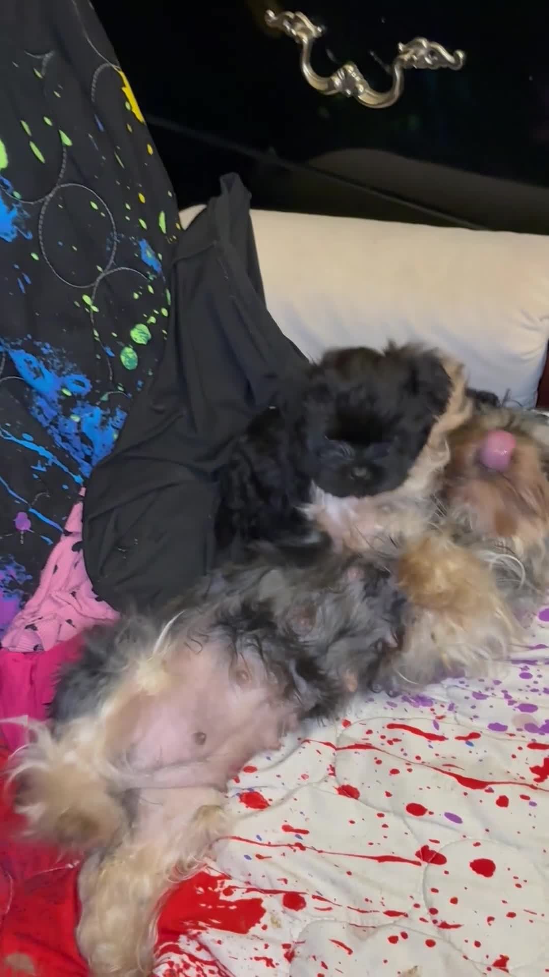 Morkie dogs for sale: Black Jack - Video 1