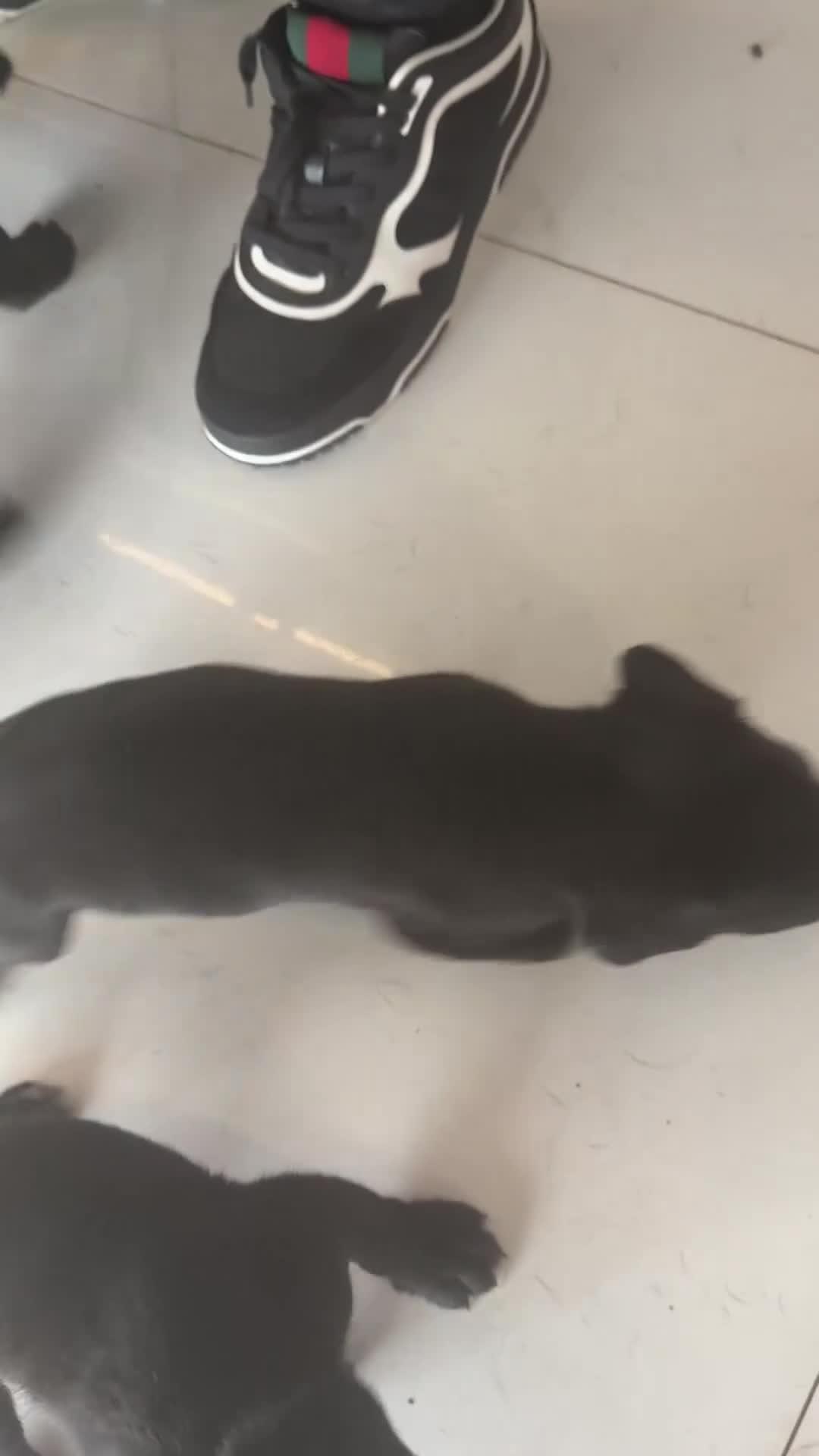 Cane Corso dogs for sale: Cane Corso 2 - Video 2
