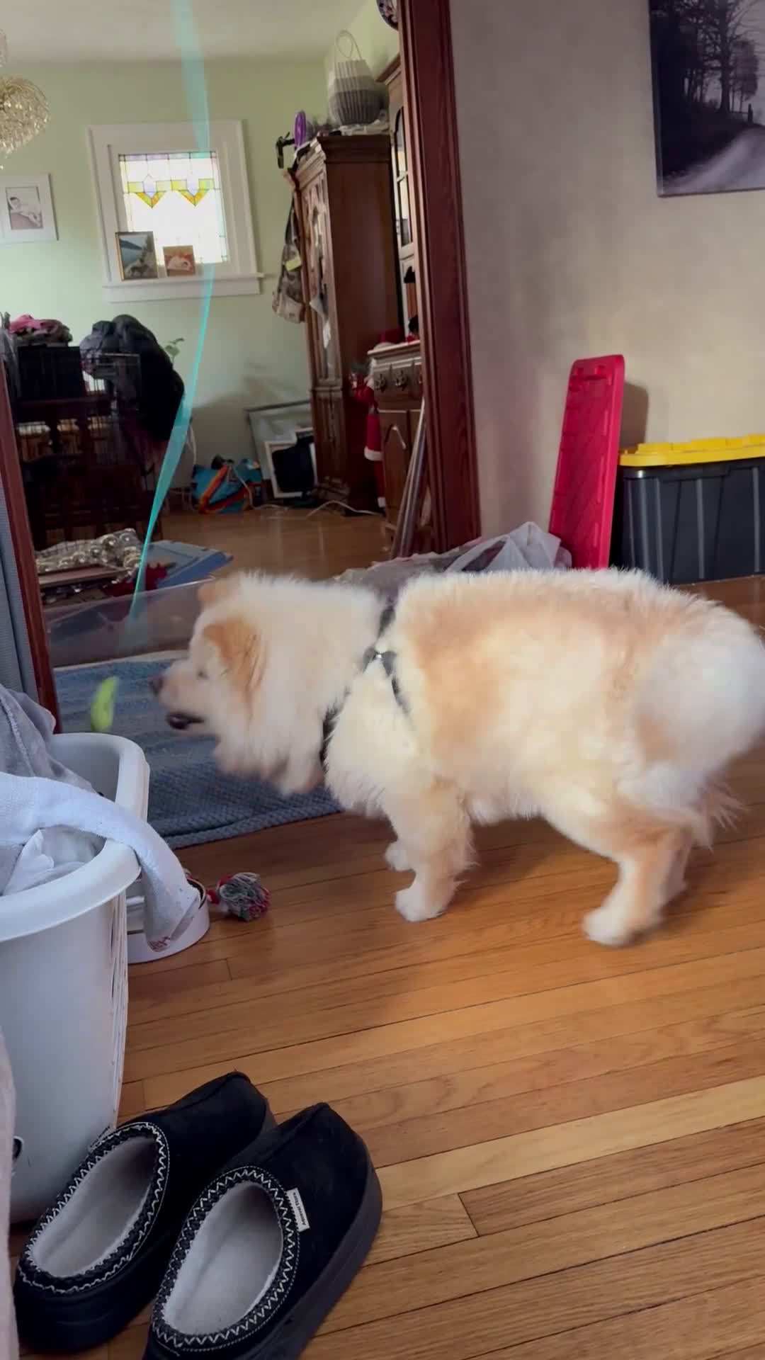 Chow Chow dogs for sale: Chow Chow  - Video 1