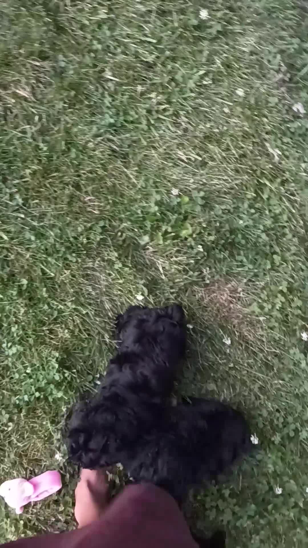 Yorkiepoo dogs for sale: 🐾 Meet Jackson – Beautiful F1B Yorkiepoo Puppy! 🐾 - Video 1