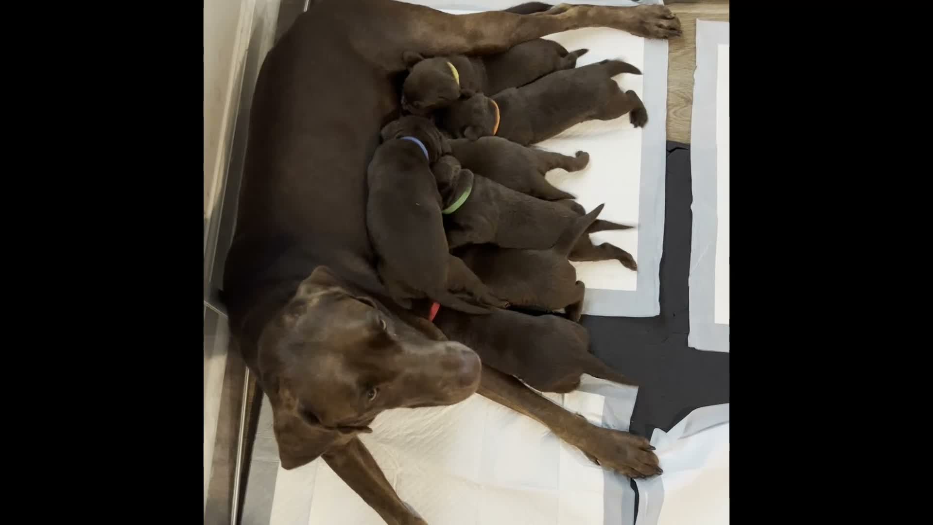 Labrador Retriever dogs for sale: Lime - Video 1