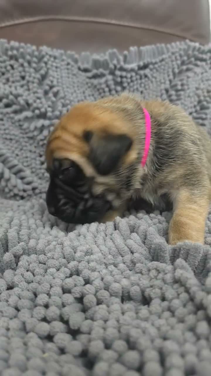English Mastiff dogs for sale: Mary - Video 1
