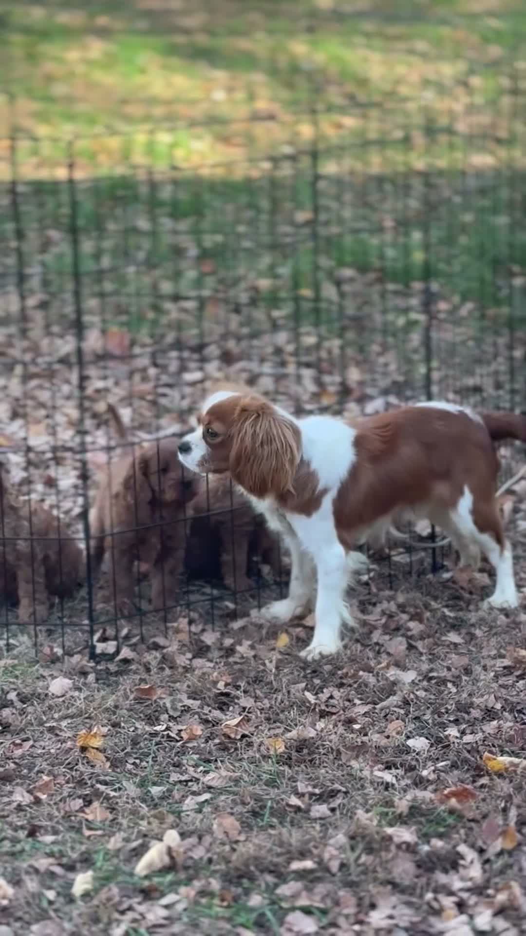Cavalier King Charles Spaniel dogs for sale: Cavalier King Charles Spaniel 1 - Video 3