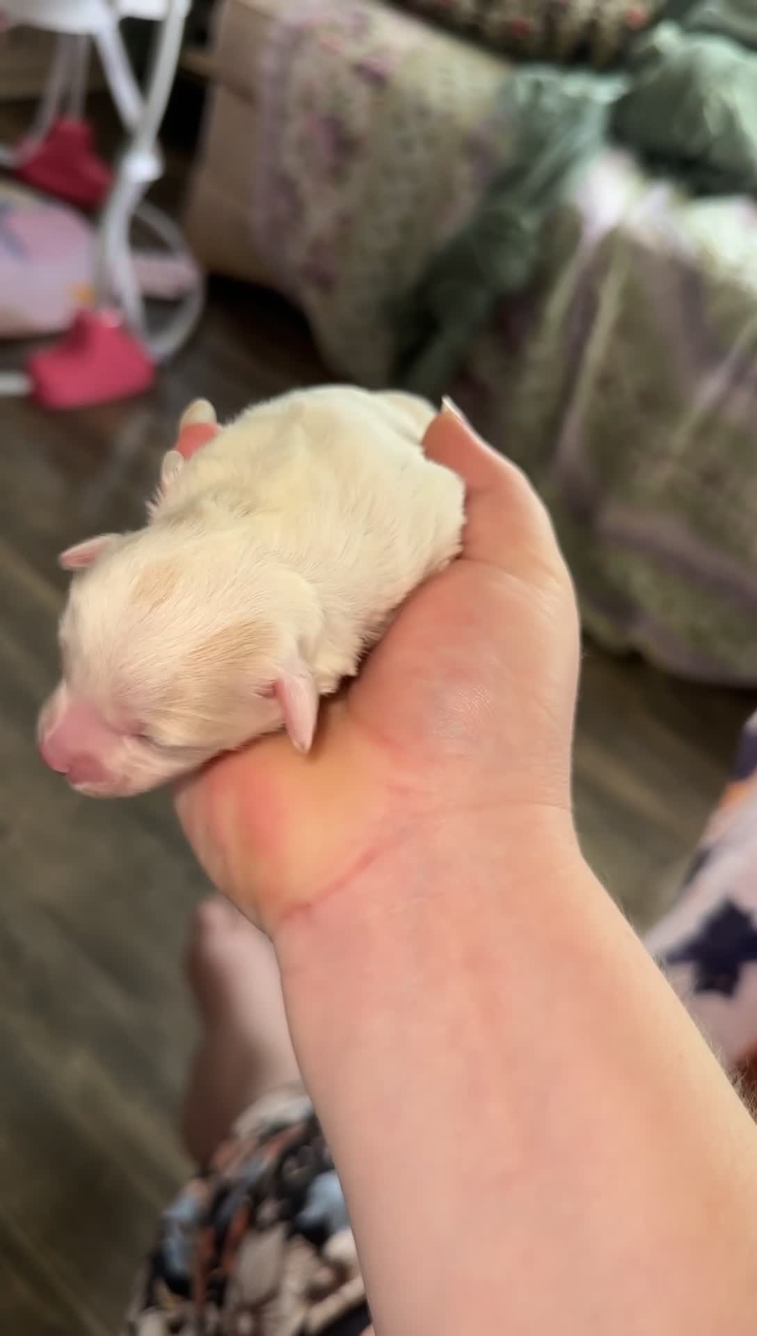 Pomapoo dogs for sale: Pomapoo 1 - Video 2