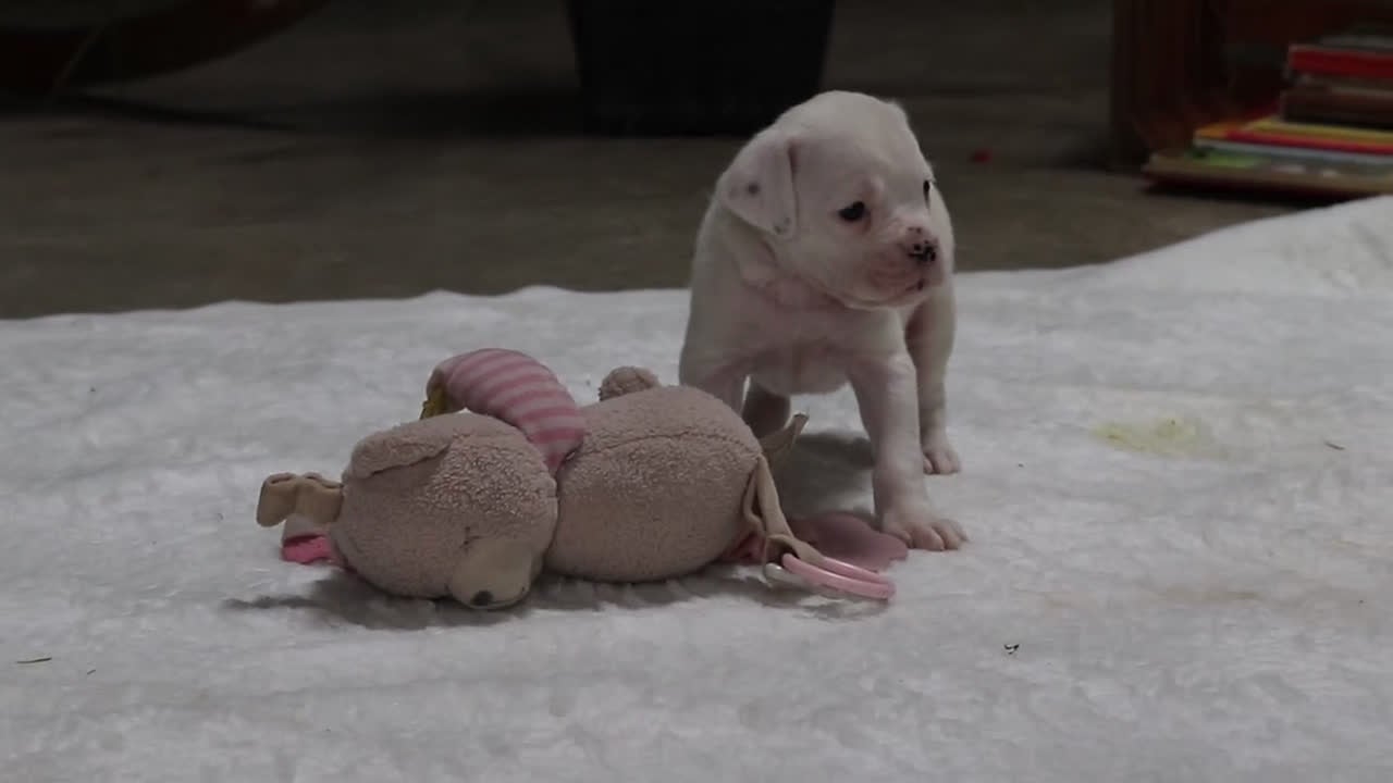 Boxer dogs for sale: Louie - Video 1