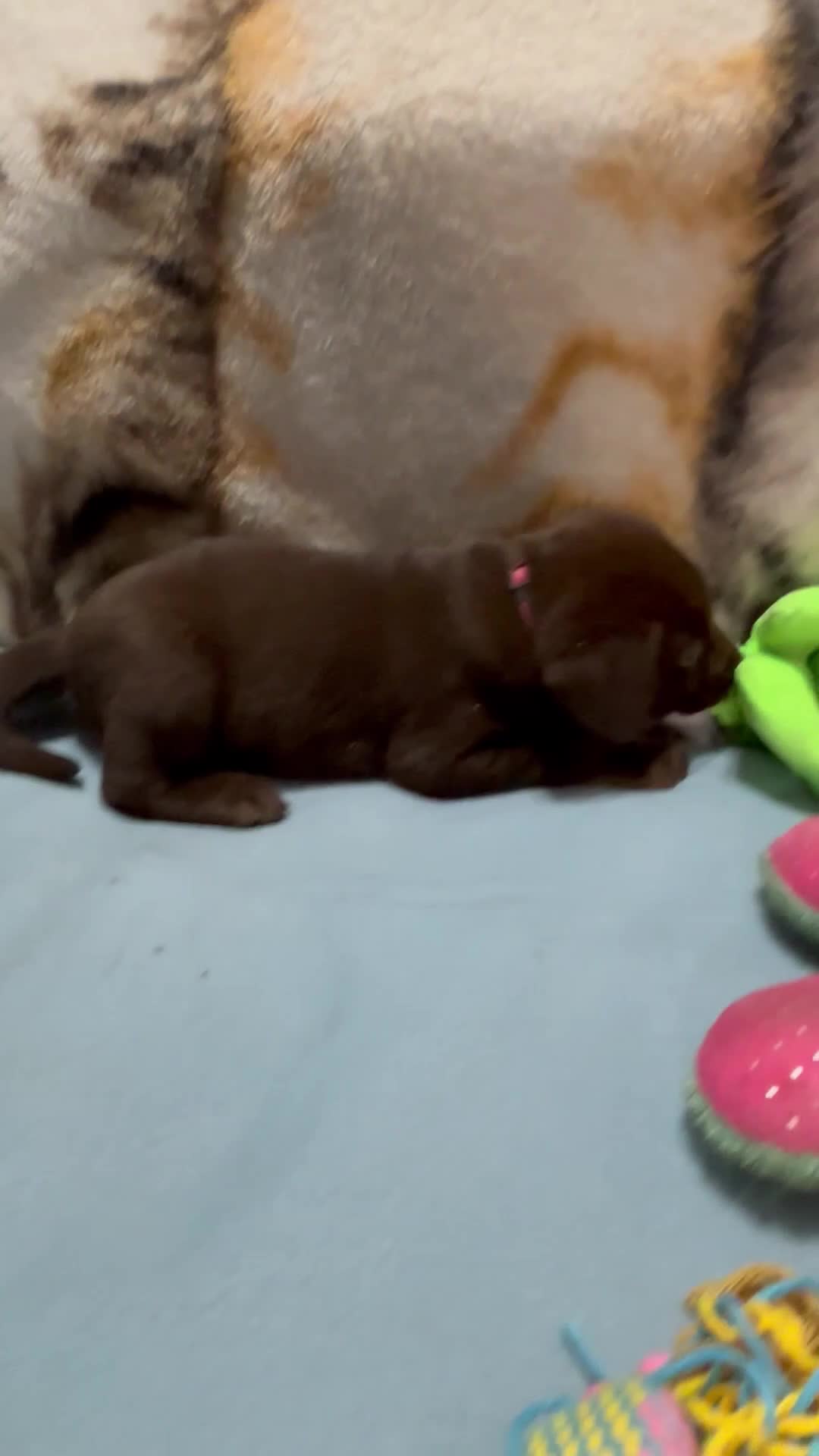 Labrador Retriever dogs for sale: Bella - Video 8