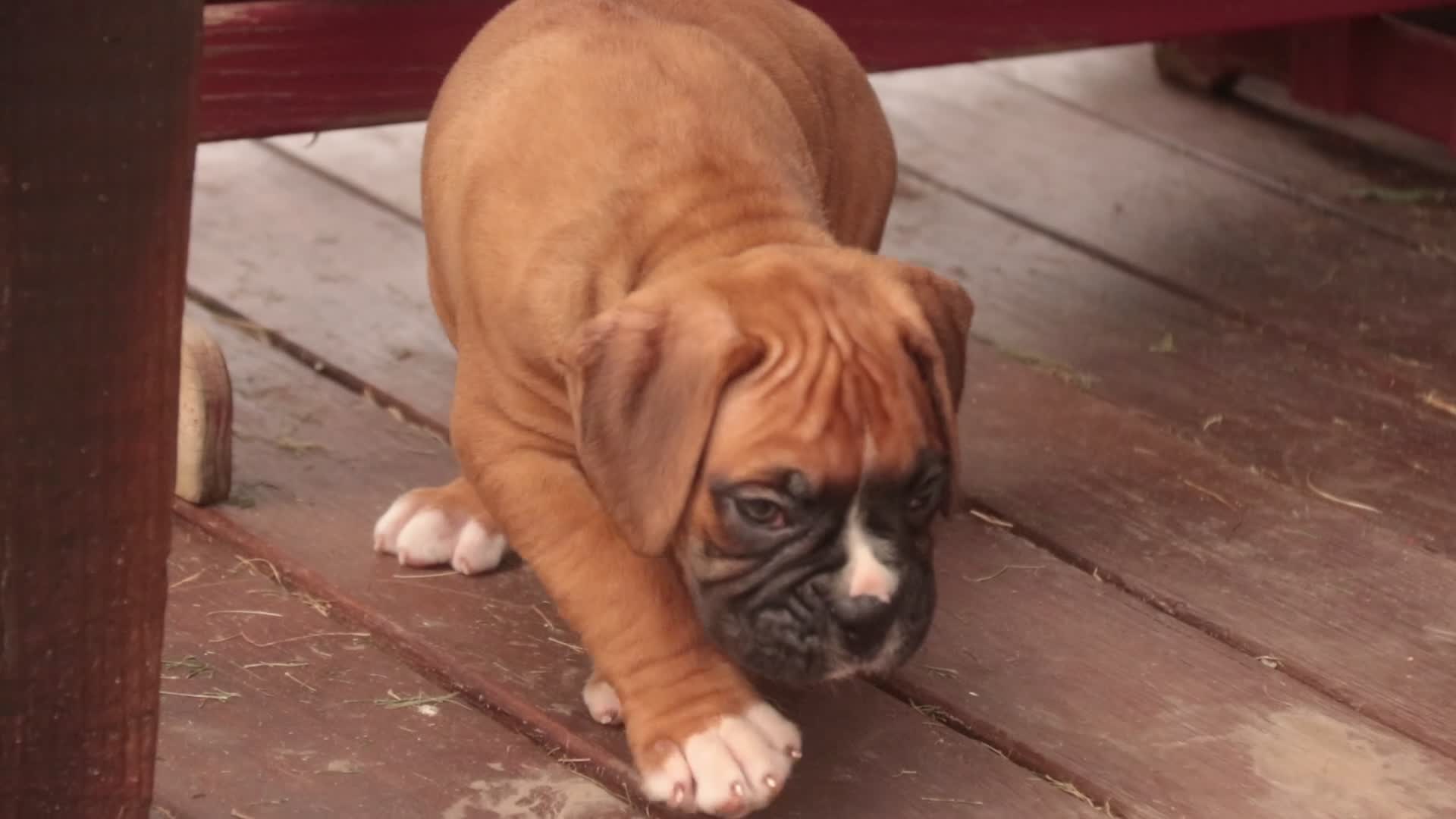 Boxer dogs for sale: Hank - Video 1
