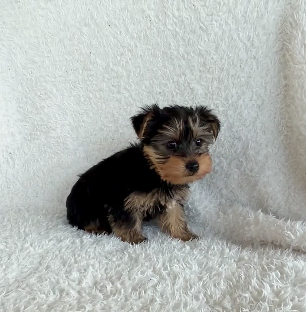 Yorkshire Terrier dogs for sale: Sage - Video 1