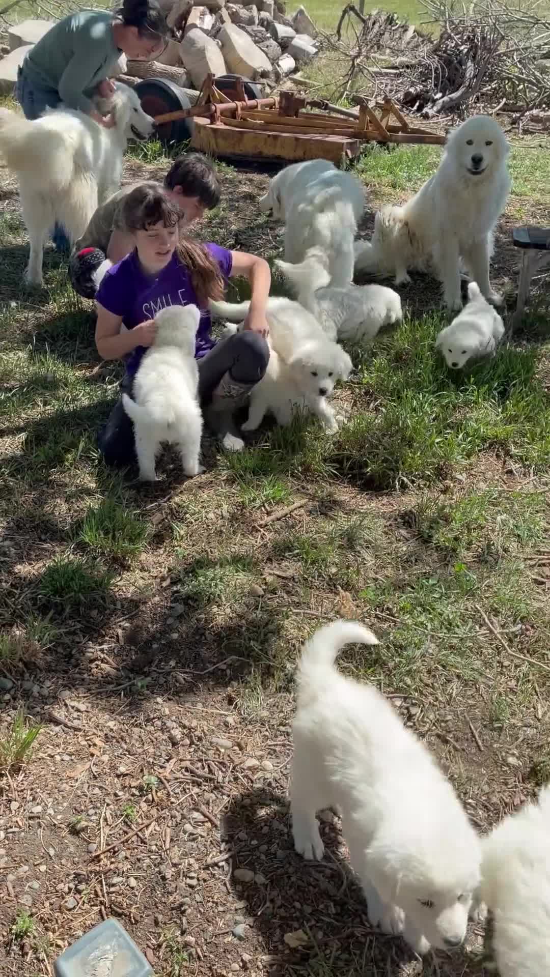 Great Pyrenees dogs for sale: John Tolkin - Video 1