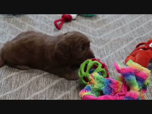 Mini Goldendoodle dogs for sale: Libby - Video 2