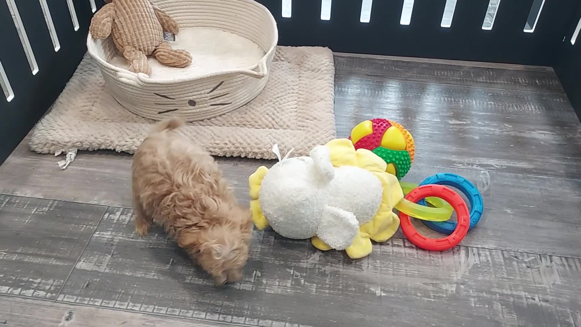 Maltipoo dogs for sale: Liam - Video 2