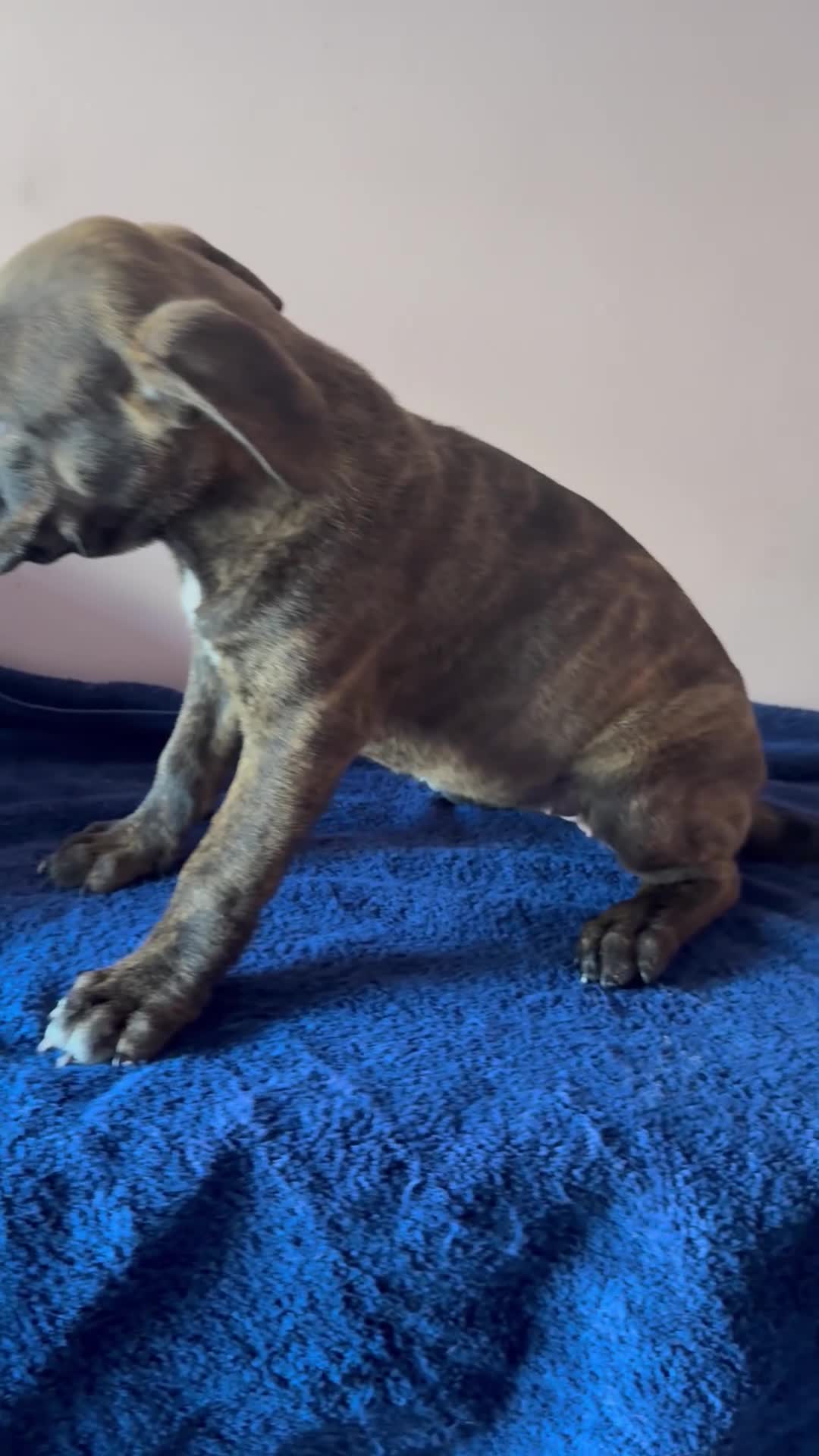 Mixed Breed dogs for sale: Violet - Video 2