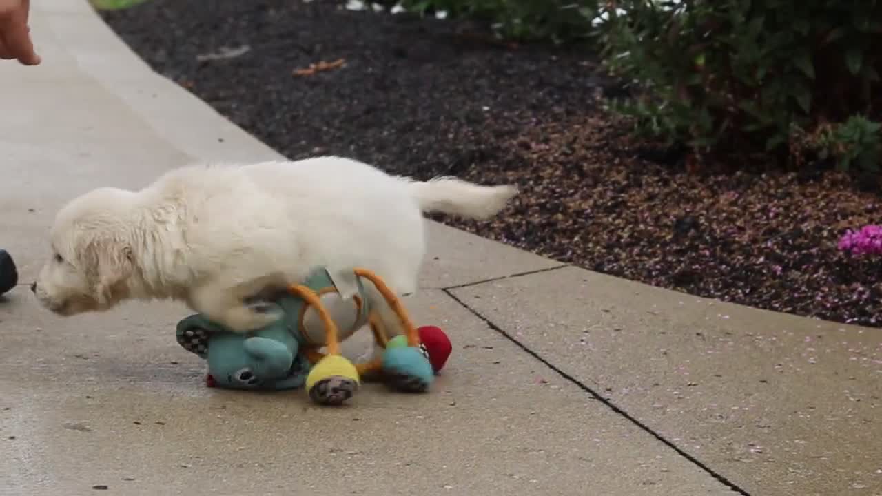 Golden Retriever dogs for sale: Briggs - Video 1