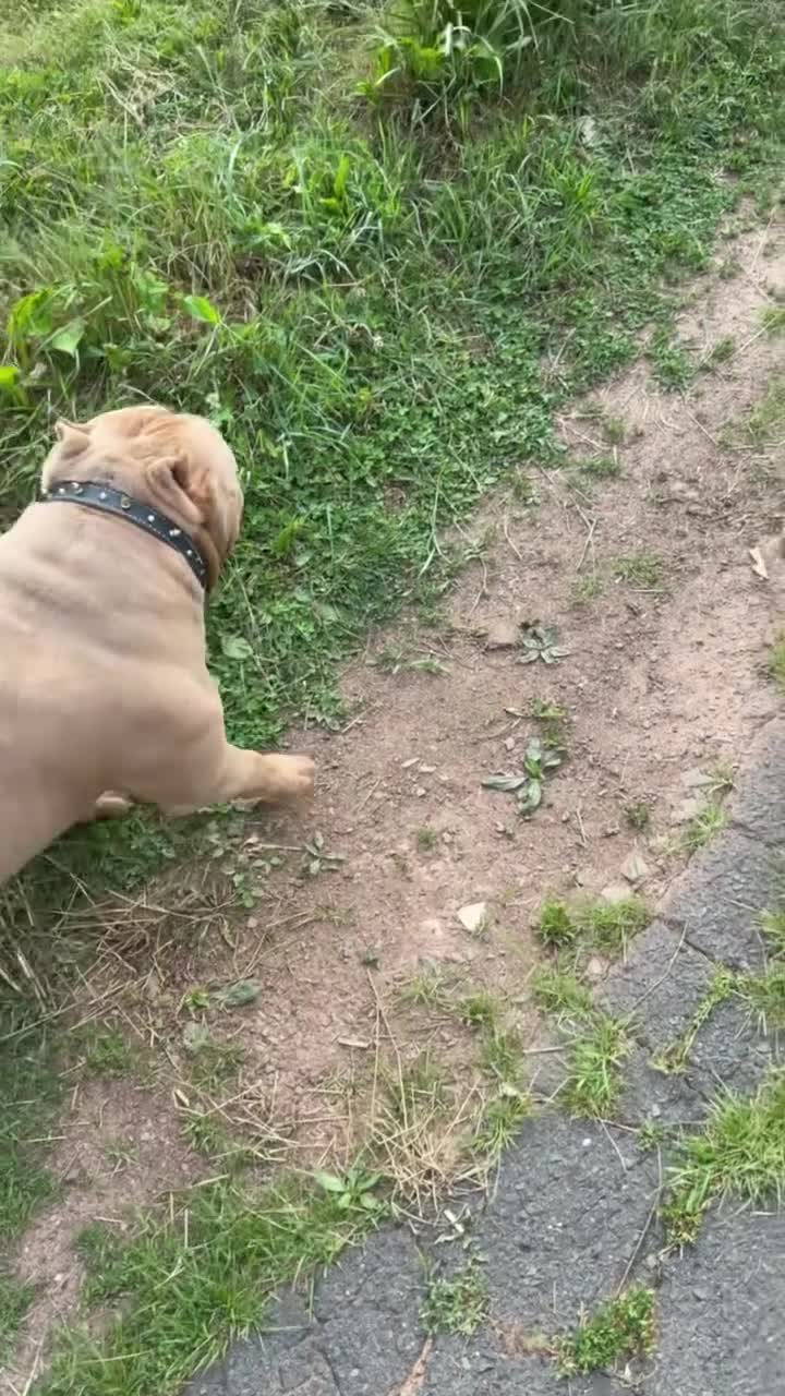 American Bully dogs for sale: Solid female - Video 2