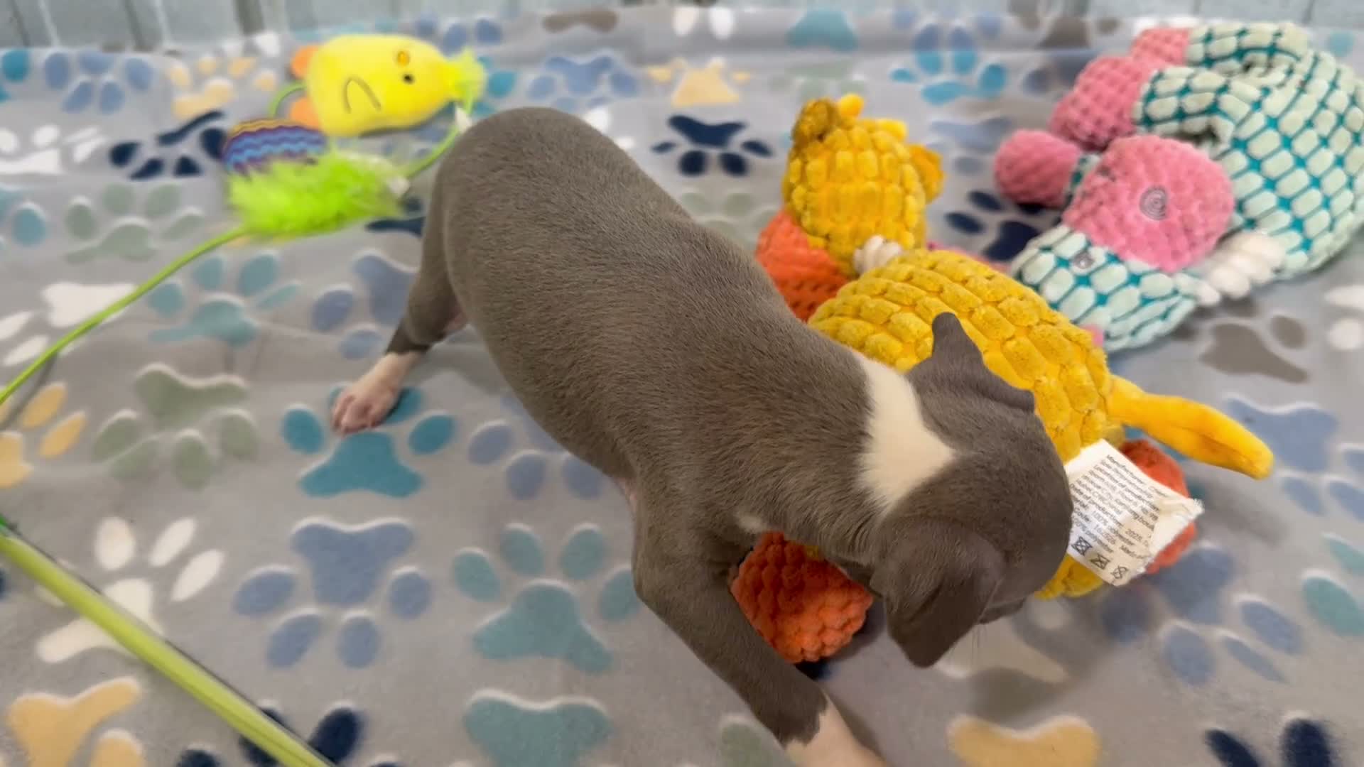 Italian Greyhound dogs for sale: Swan - Video 1